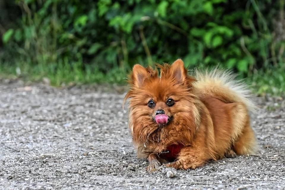 Названа самая популярная порода собак у россиян в 2019 году