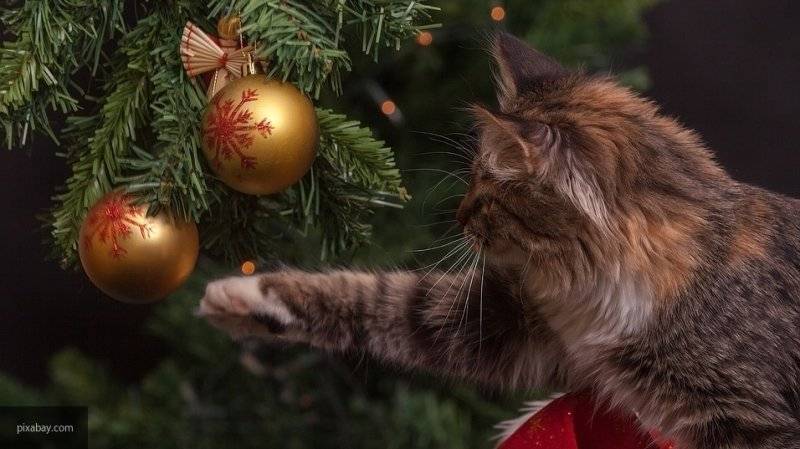 Эксперты выяснили, сколько россияне тратят на елки и новогодние украшения
