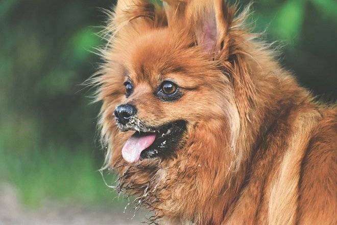 Кинологи узнали, какая порода собак стала самой популярной в России