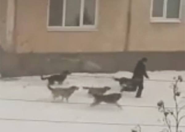 В Свердловской области голодные бездомные псы едва не растерзали подростка и женщину с ребенком