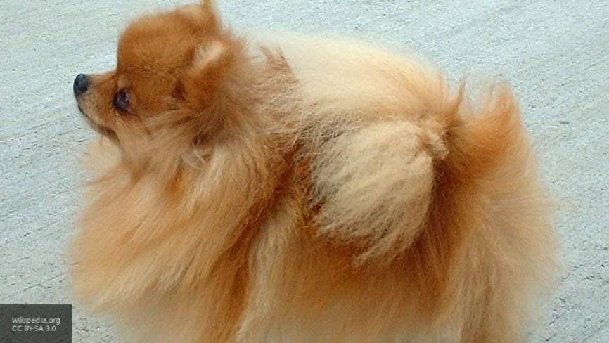 Самой популярной породой собак среди россиян стала немецкий шпиц