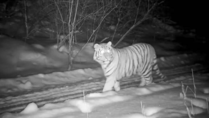 "Главное — тигр упитанный": редкий хищник два месяца бродит вокруг приморского поселка
