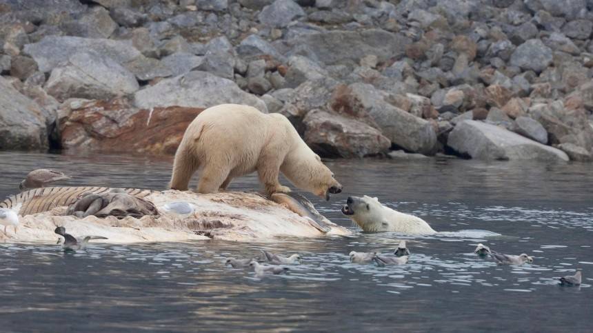 Это Россия! Полсотни белых медведей окружили жителей поселка на Чукотке