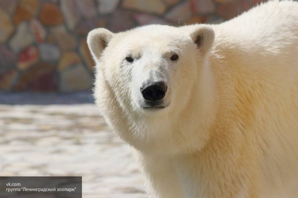 Белые медведи представляют потенциальную угрозу для местных жителей села Рыркайпий
