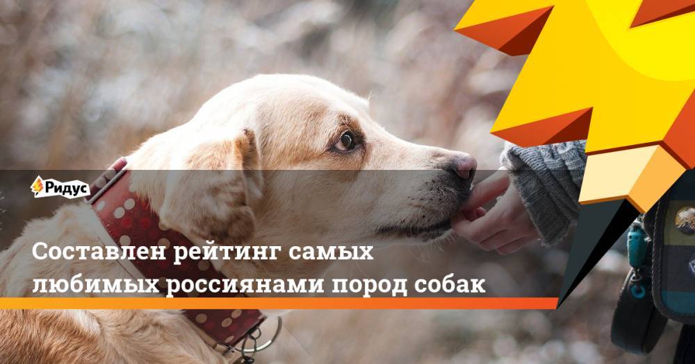 Составлен рейтинг самых любимых россиянами пород собак