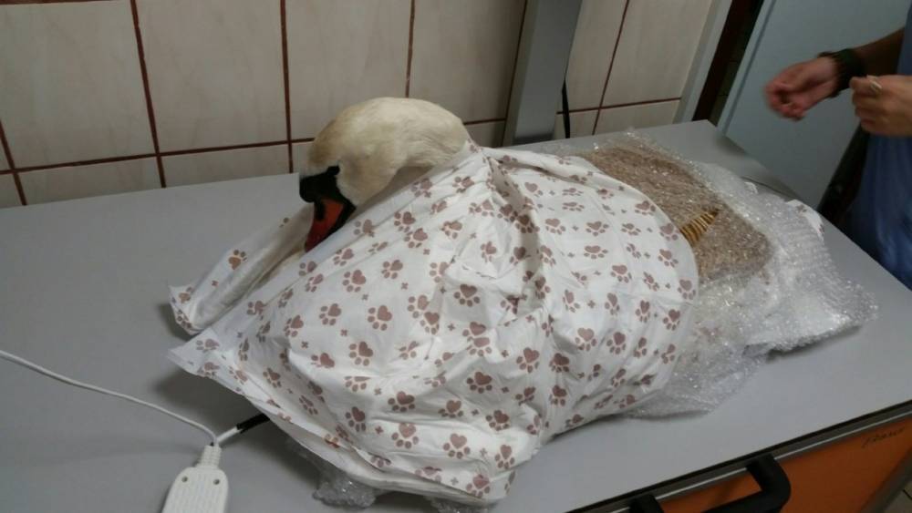 Полиция начала проверку после массовой гибели лебедей в Калининграде