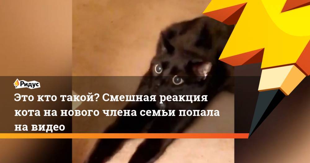 Это кто такой? Смешная реакция кота на нового члена семьи попала на видео