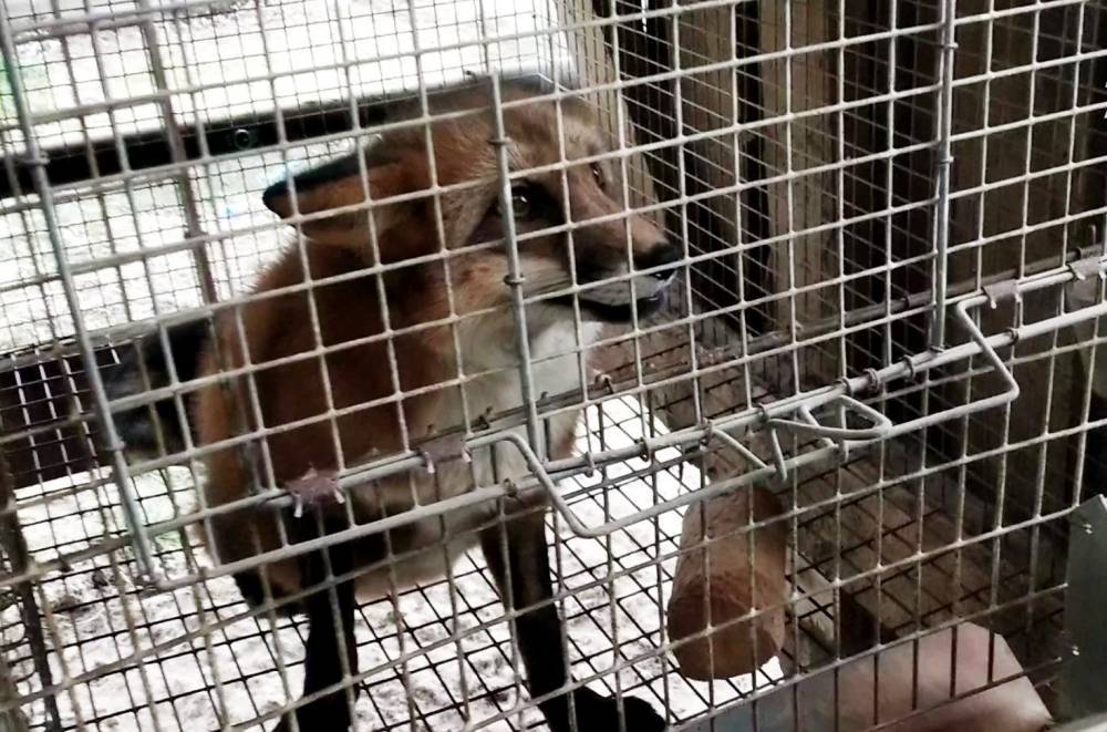 Защитники животных обратятся в прокуратуру после расследования ужасов на зверофермах