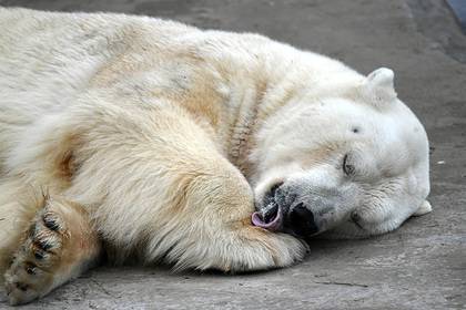 Оккупированное белыми медведями российское село предложили переселить