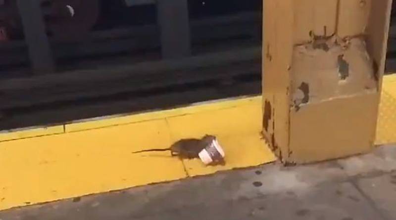 В соцсетях прониклись пониманием к крысе, которая в метро Нью-Йорка тащила стаканчик кофе (видео)