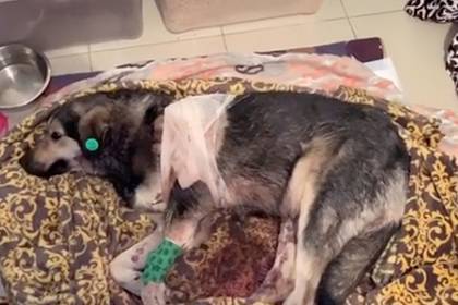 Зоозащитники нашли собачью живодерню и залитые кровью клетки в Дагестане