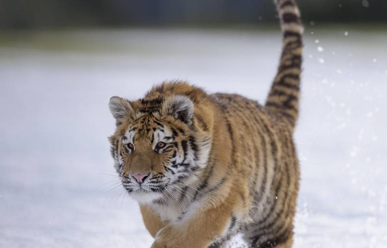 Браконьеры убили в Приморье амурского тигрёнка