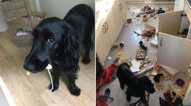 Семья решила, что их ограбили, когда непослушный щенок учинил погром на кухне