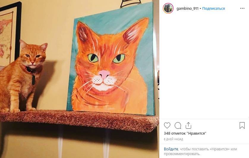 Говорящий кот Гамбино стал звездой соцсетей