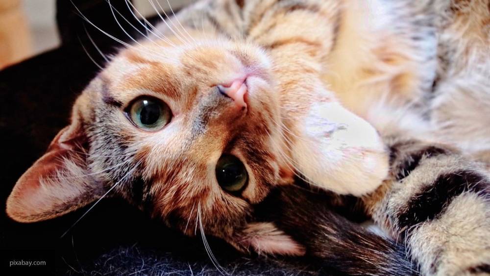 Видео с говорящим котом «разорвало» социальные сети