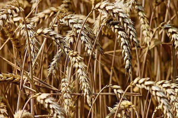 Китай собрал рекордный урожай зерна