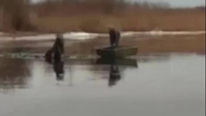 Волонтеры вызволили лося из реки Кобона в Кировском районе