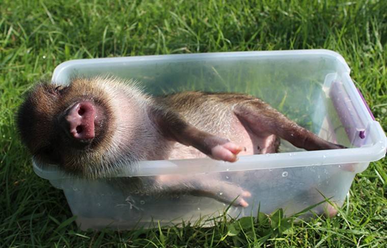 Первые в мире гибриды свиньи и обезьяны родились в Китае