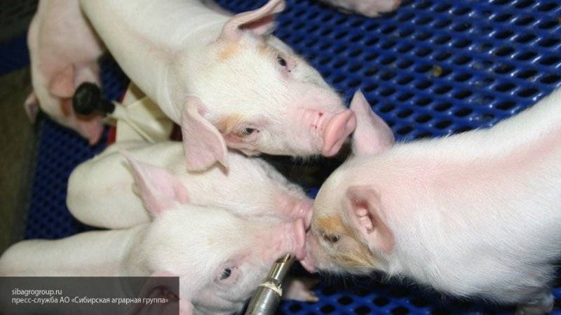 Первые гибриды свиней и обезьян вывели в Китае