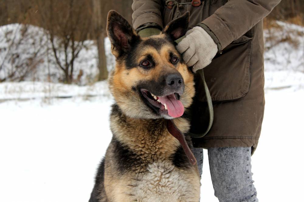 Житель Смоленской области спас провалившуюся под лед собаку