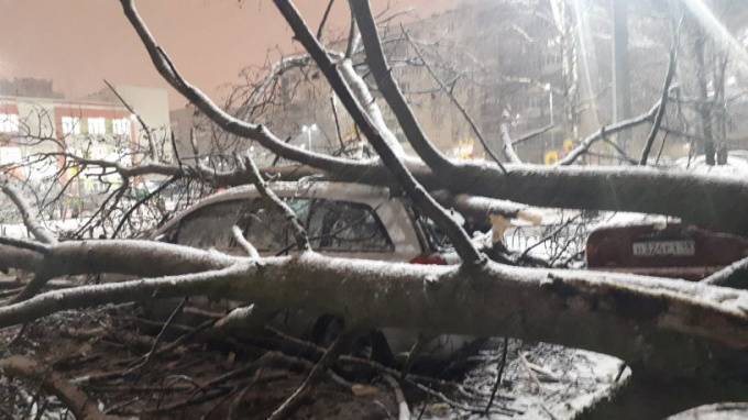 Во Фрунзенском районе дерево упало на припаркованную машину