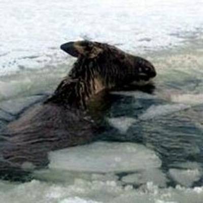 В Татарстане спасатели достали из реки лося