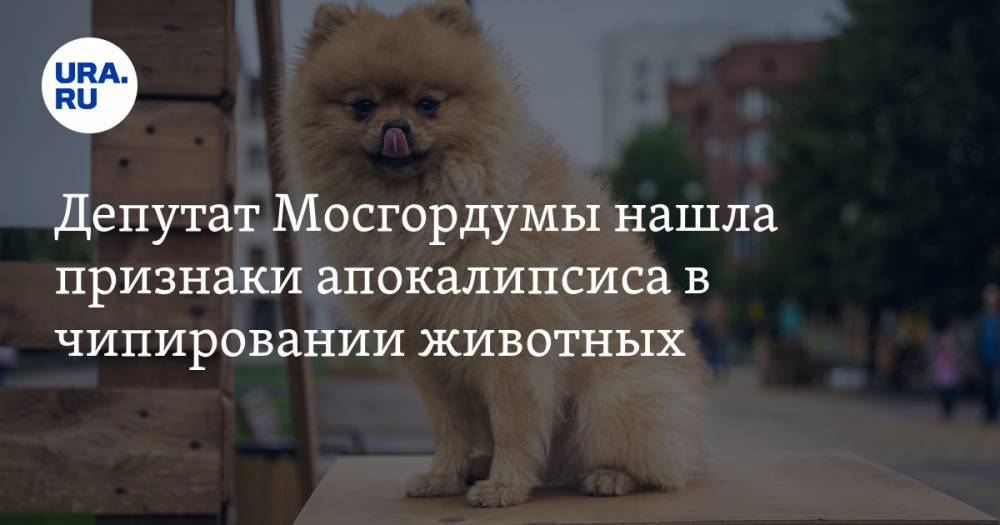 Депутат Мосгордумы нашла признаки апокалипсиса в чипировании животных