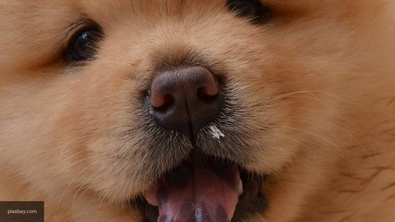 Глава района в Хакасии попытался спасти щенка и попал в ДТП