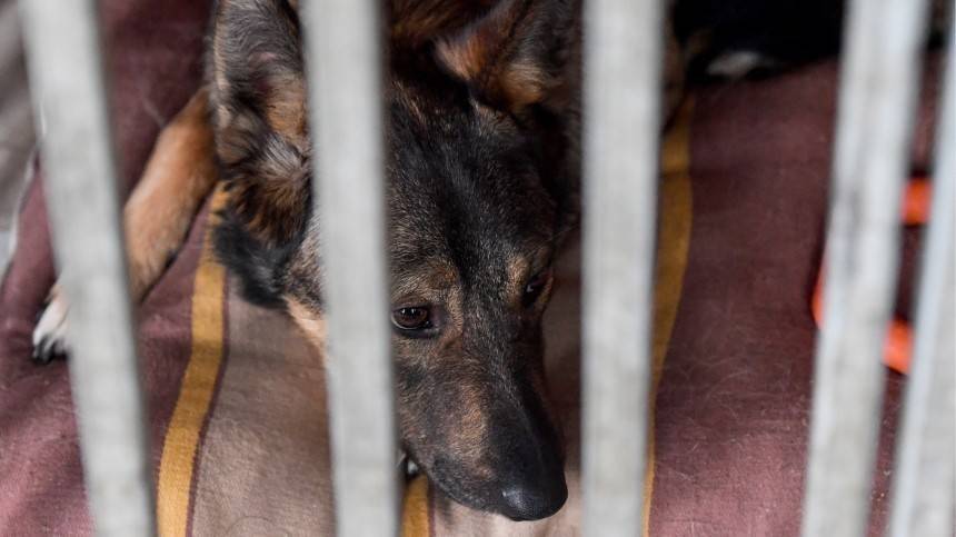 Живодерня работала под видом приюта для бродячих собак в Дагестане — видео (18+)