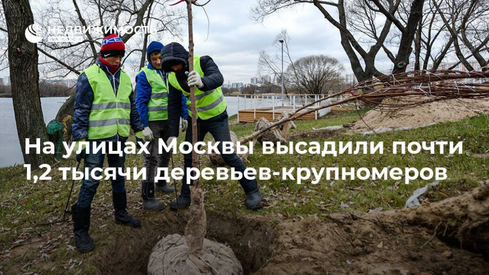 На улицах Москвы высадили почти 1,2 тысячи деревьев-крупномеров