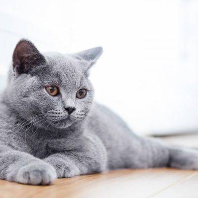 В 2019&nbsp;году самыми популярными породами кошек у россиян стали британцы, мейн-куны и ориенталы