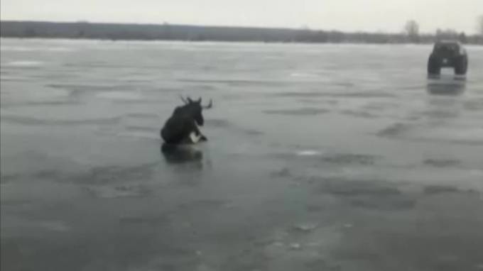Видео: В Татарстане спасли лося, который провалился под лёд