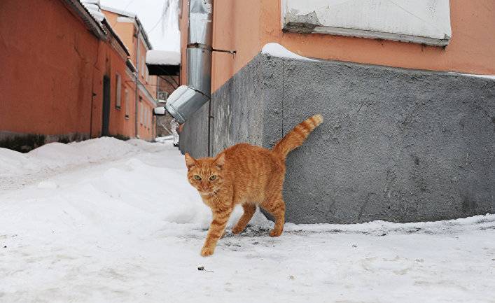 The Times (Великобритания): Кошки в России часто становятся жертвами суровых зим, но, слава богу, есть Кэтмен