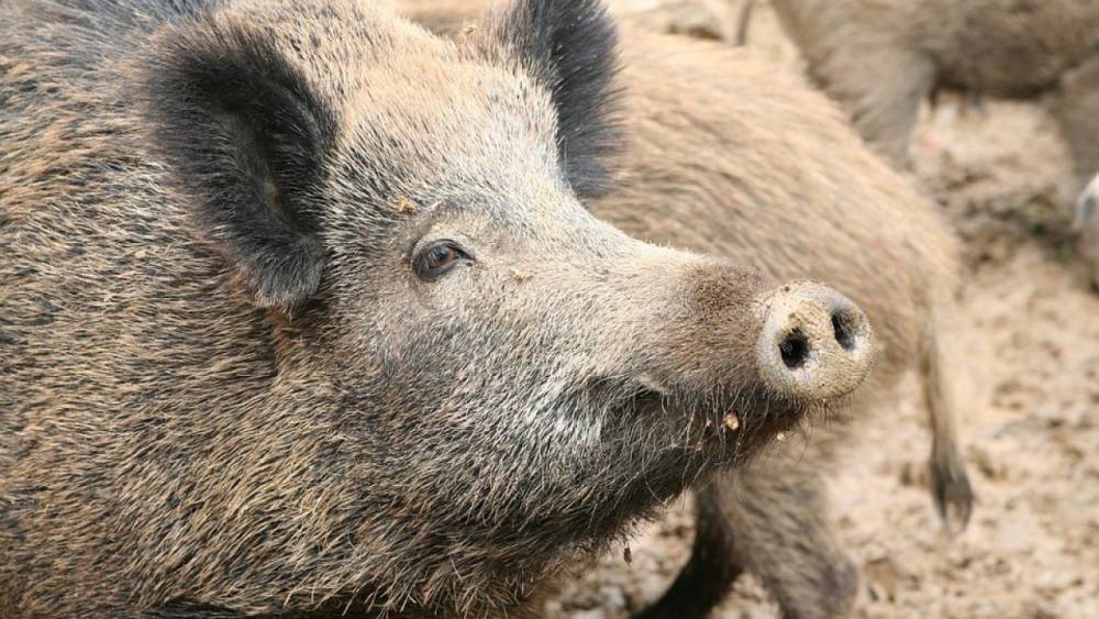 Волотовский и Солецкий район оказались на карантине из-за африканской чумы свиней