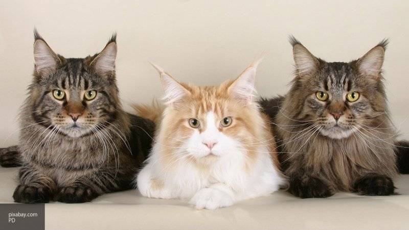 Россияне назвали любимые породы кошек в 2019 году