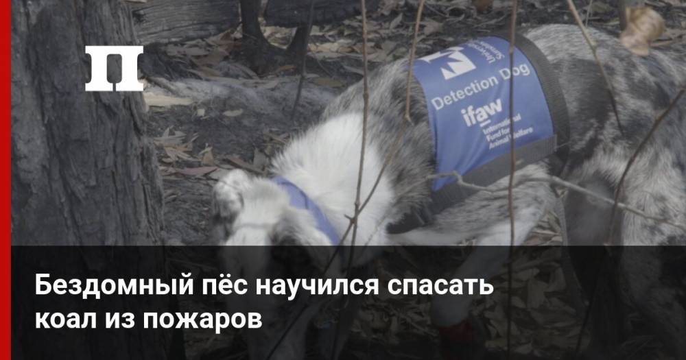 Бездомный пёс научился спасать коал из пожаров