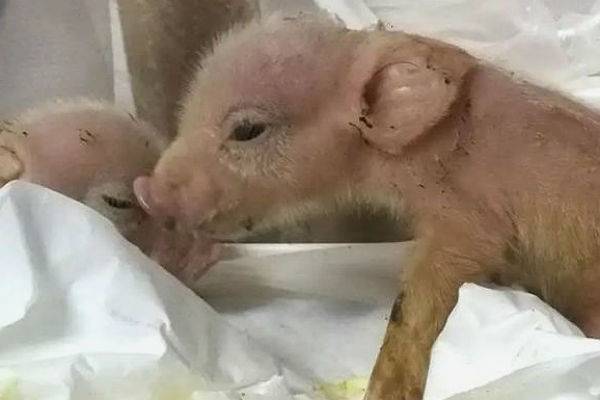 В Китае родились первые «свинообезьяны»