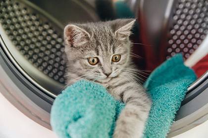 Котенок 20 минут провел в работающей стиральной машине и выжил