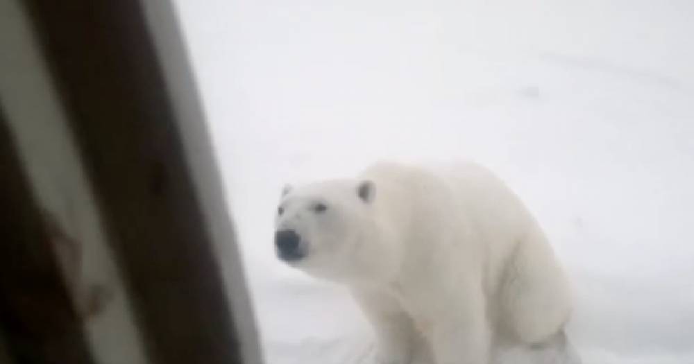 Усыплять и отселять. На Новой Земле решили бороться с нашествием белых медведей - life.ru - Новости