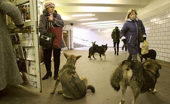 Шведы в ужасе: ученые усыпляют собак ради исследований (Postimees, Эстония)