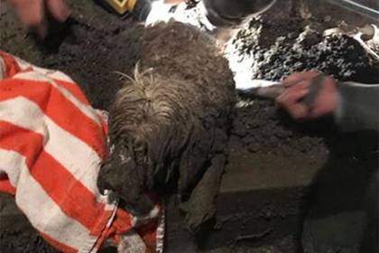 Собака застряла в цементе и чудом выжила - lenta.ru - USA - шт.Флорида - Юта - Палм-Бич