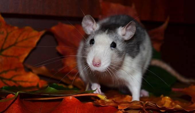 На мясокомбинате в Петербурге обнаружили крысиные норы