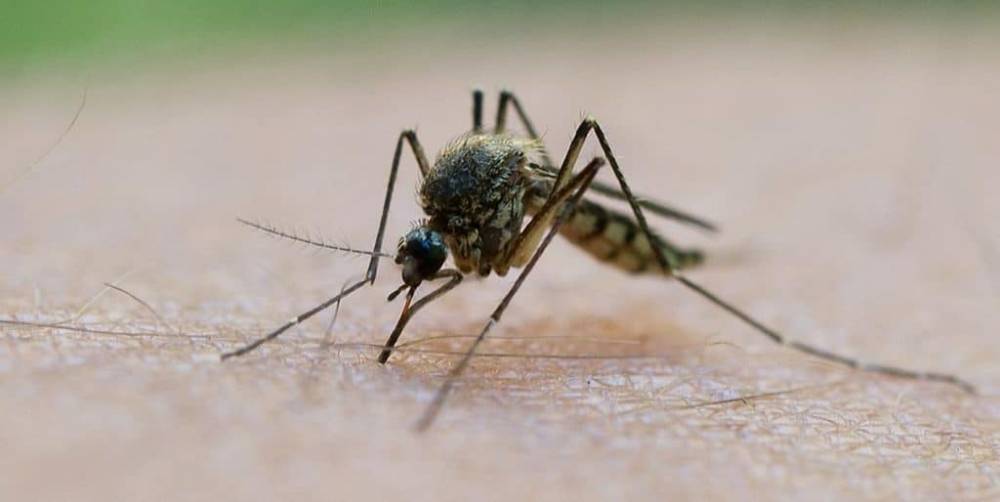 В Германии активно размножаются три вида опасных комаров