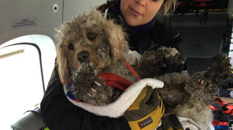 Во время учений экипаж вертолета береговой охраны Инвернесса спас собаку, потерявшуюся в Кайрнгорме перед штормом Гарет (видео)