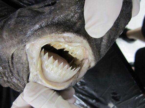 На Гавайях бразильская светящаяся акула напала на пловца во время длительного заплыва, нанеся ему тяжелое ранение