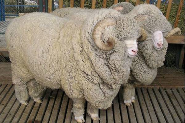 Ученые оплодотворили овец спермой, полвека пролежавшей в жидком азоте