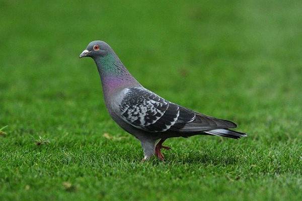 В Бельгии голубь ушел с молотка за миллион с лишним евро