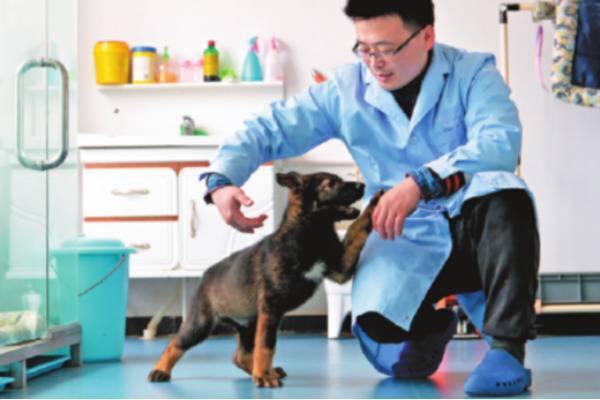 В Китае стартовала программа клонирования лучших полицейских собак