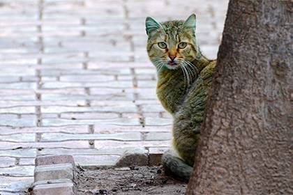 Специально для кошек: Минстрой разработал новые требования к подвальным отверстиям