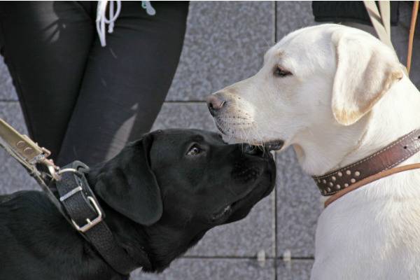 Стали известны три самых популярных породы собак в Москве